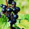 Prince Consort Black Currant 1 Prince Consort Black Currant -Selected Garden & Outdoor Stores shutterstock 219100882 1