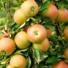 Newtown Pippin Apple -Selected Garden & Outdoor Stores shutterstock 261018077 37bfb325 5ea9 40b3 a24a b3b2050d76b4 1
