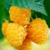 Fall Gold Raspberry 1 Fall Gold Raspberry -Selected Garden & Outdoor Stores shutterstock 298186934 1