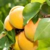 Gold Kist Apricot -Selected Garden & Outdoor Stores shutterstock 298548980 1