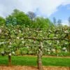 2 Tier Apple Espalier Combo Tree (2 Varieties) 1 2 Tier Apple Espalier Combo Tree (2 Varieties) -Selected Garden & Outdoor Stores shutterstock 310804814 1 1