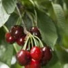 Carmine Jewel Cherry 2 Carmine Jewel Cherry -Selected Garden & Outdoor Stores shutterstock 34094560 1