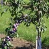Prune D'Ente 707 European Plum -Selected Garden & Outdoor Stores shutterstock 35830549 1 1