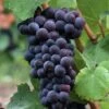 Pinot Noir #374 Grape -Selected Garden & Outdoor Stores shutterstock 37195030 1