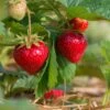 Sweet Sunrise Strawberry -Selected Garden & Outdoor Stores shutterstock 430640533 1