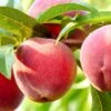 Nanaimoâ„¢ Peach 2 Nanaimoâ„¢ Peach -Selected Garden & Outdoor Stores shutterstock 461362930 bb8408d5 b691 461e b9de bba76d983cfd 1