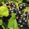 Hill's Kiev Select Black Currant -Selected Garden & Outdoor Stores shutterstock 49326529 1