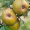 Ashmead's Kernel Apple 2 Ashmead's Kernel Apple -Selected Garden & Outdoor Stores shutterstock 511724 2 1