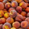 Contender Peach -Selected Garden & Outdoor Stores shutterstock 592176266 355a588d 42e8 4048 915e 40e388c01a97 1