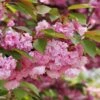 Kwanzan Flowering Cherry -Selected Garden & Outdoor Stores shutterstock 70266937 kwanzan blossoms 2 1