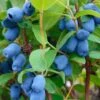 Blue Pagoda™ Honeyberry -Selected Garden & Outdoor Stores shutterstock 723311164 1
