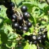 Belaruskaja Black Currant -Selected Garden & Outdoor Stores shutterstock 738221188 1