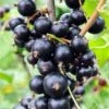 Risager Black Currant -Selected Garden & Outdoor Stores shutterstock 75304882 1