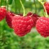 Boyne Raspberry Bundle (5 Plants) -Selected Garden & Outdoor Stores shutterstock 76606609 1 4ddde6ae b89c 449a 881f 46a79195dac0