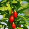 Phoenix Tears Goji Berry -Selected Garden & Outdoor Stores shutterstock 87391118 1