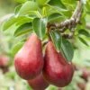 Red Clapps European Pear -Selected Garden & Outdoor Stores shutterstock 97703081 1