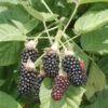 Hall's Beauty Blackberry 1 Hall's Beauty Blackberry -Selected Garden & Outdoor Stores shutterstock image 1 1