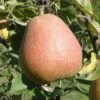 Suij European Pear -Selected Garden & Outdoor Stores shutterstock image 10 1 1