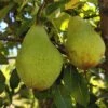 Butt European Perry Pear -Selected Garden & Outdoor Stores shutterstock image 10 1