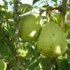 Duchesse D'Angouleme European Pear -Selected Garden & Outdoor Stores shutterstock image 13 1