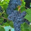 Muscat Of Norway Grape -Selected Garden & Outdoor Stores shutterstock image 3 1