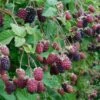 Marionberry 1 Marionberry -Selected Garden & Outdoor Stores shutterstock image 4 1 1 1