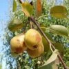 Theilersbirne European Perry Pear -Selected Garden & Outdoor Stores shutterstock image 6 1 1