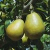 Blake's Pride European Pear 2 Blake's Pride European Pear -Selected Garden & Outdoor Stores shutterstock image 9 1
