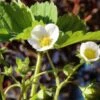 Male Musk Strawberry -Selected Garden & Outdoor Stores shutterstock 1025150605
