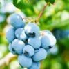 Alpha Toro Blueberry -Selected Garden & Outdoor Stores shutterstock 1037342359 1