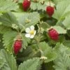 Wild Strawberry 2 Wild Strawberry -Selected Garden & Outdoor Stores shutterstock 104055983 1
