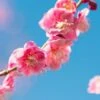 Peggy Clark Flowering Apricot -Selected Garden & Outdoor Stores shutterstock 1061245775