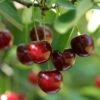 Hudson Cherry 2 Hudson Cherry -Selected Garden & Outdoor Stores shutterstock 109532414hudson