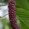 Pakistan Fruiting Mulberry -Selected Garden & Outdoor Stores shutterstock 1102699931