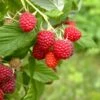 Caroline Raspberry Bundle (5 Plants) -Selected Garden & Outdoor Stores shutterstock 1128998837 1acf3e08 26d9 4d05 ae3c ca5bcef7f0a3