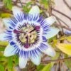 Blue Crown Passionflower -Selected Garden & Outdoor Stores shutterstock 1141041311