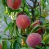 Mary Jane ™ Peach -Selected Garden & Outdoor Stores shutterstock 1154052739