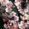 Bungo Flowering Apricot -Selected Garden & Outdoor Stores shutterstock 1158646051