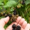 Wild Treasure Thornless Trailing Blackberry 1 Wild Treasure Thornless Trailing Blackberry -Selected Garden & Outdoor Stores shutterstock 1165079023 1