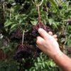 Samdal Elderberry 1 Samdal Elderberry -Selected Garden & Outdoor Stores shutterstock 1168717393