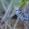 Blue Elderberry -Selected Garden & Outdoor Stores shutterstock 1189645075