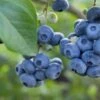 Razz ™ Blueberry -Selected Garden & Outdoor Stores shutterstock 1192869643