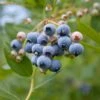 Alpha MINI Blues™ Blueberry -Selected Garden & Outdoor Stores shutterstock 1192869691