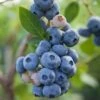 Reka Blueberry -Selected Garden & Outdoor Stores shutterstock 1192869697 1