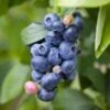 Spartan Blueberry 1 Spartan Blueberry -Selected Garden & Outdoor Stores shutterstock 1195250827 1