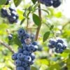 Alpha Misty Blueberry 2 Alpha Misty Blueberry -Selected Garden & Outdoor Stores shutterstock 1195250830 1