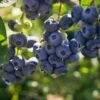 Darrow Blueberry 2 Darrow Blueberry -Selected Garden & Outdoor Stores shutterstock 1195256659