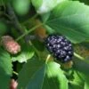 Wellington Mulberry -Selected Garden & Outdoor Stores shutterstock 1199642386