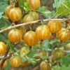 Hinnomaki Yellow Gooseberry -Selected Garden & Outdoor Stores shutterstock 138667280