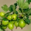 Invicta Gooseberry -Selected Garden & Outdoor Stores shutterstock 142468006